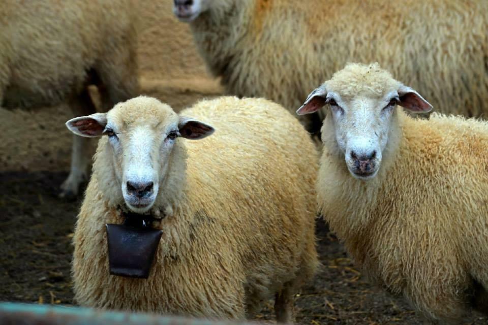 Bio Farma & Penzion Zlaty Hyl Novacany Екстериор снимка